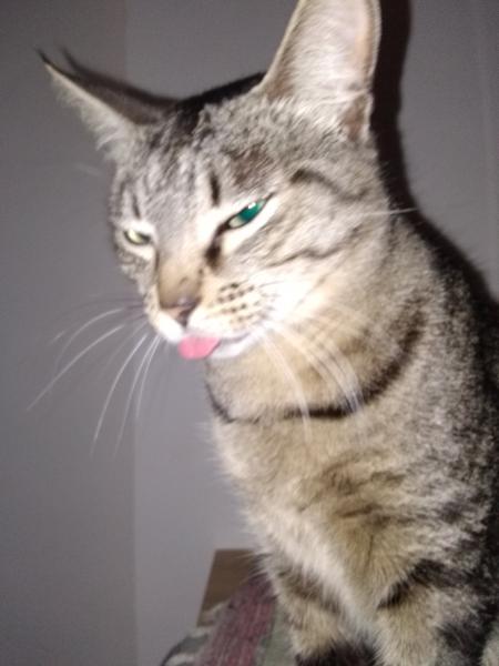 Caipi