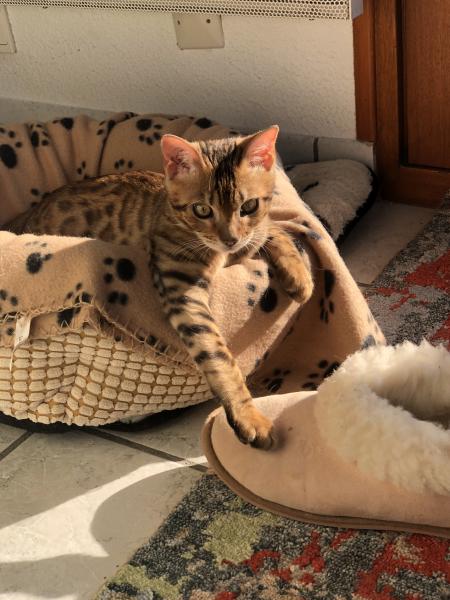Photo de Simba