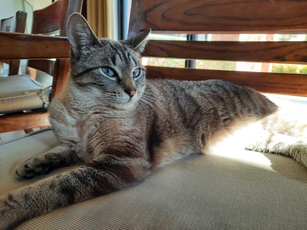 Nala
