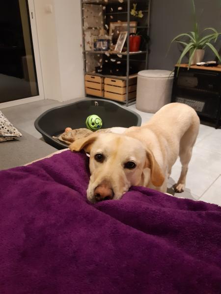 Photo de Lucky
