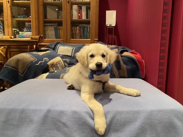 Photo de TEDDY
