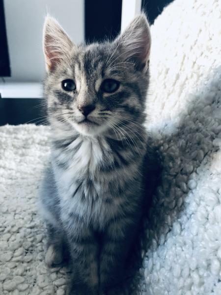Photo de Nala