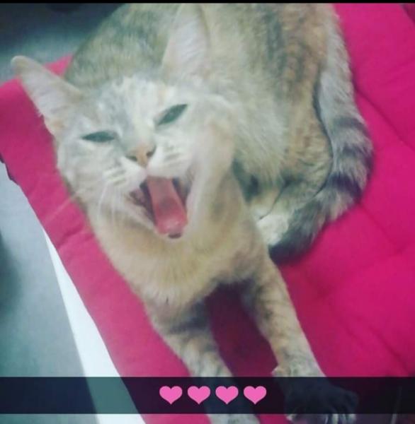 Bianca