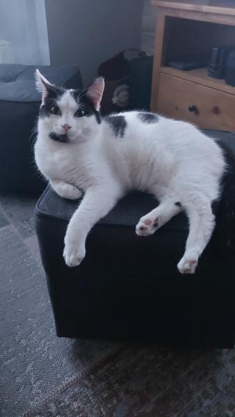 Photo de Kouki