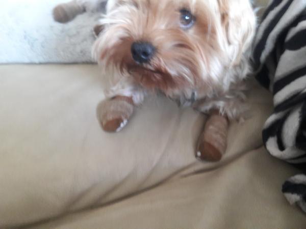 LOLA
