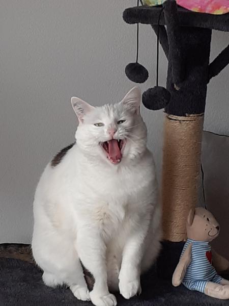 Nalia