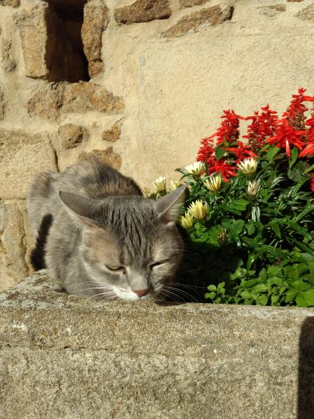 Photo de Kitty