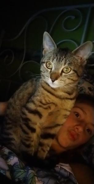 Frimousse