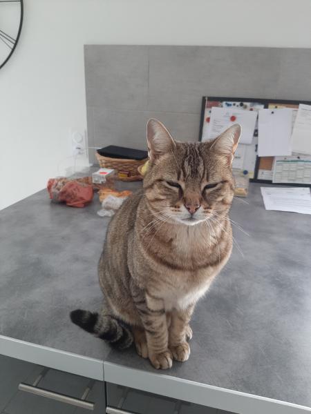Photo de Minou