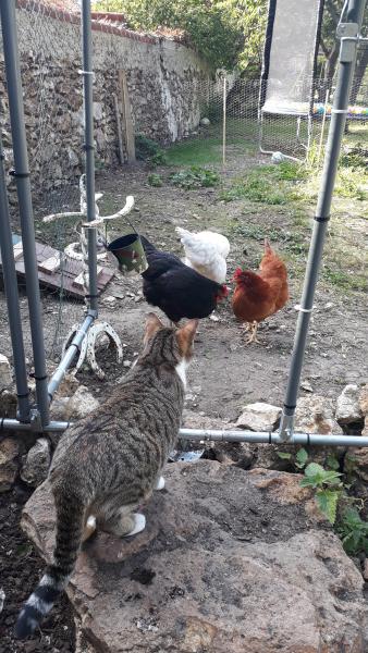 Poulette, Cocotte, Blanchette, Grisette