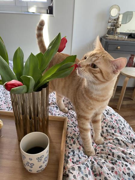 Photo de Roméo