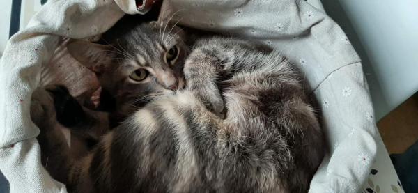 Photo de Rambo