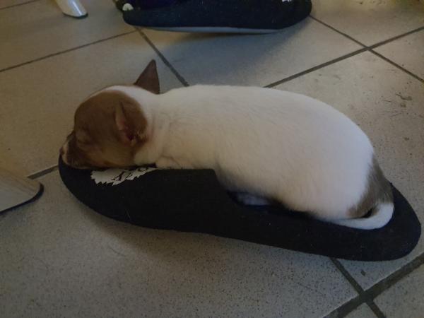 Nala