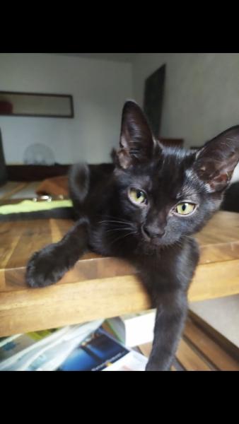 Photo de Steak