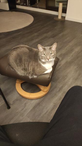 Riki