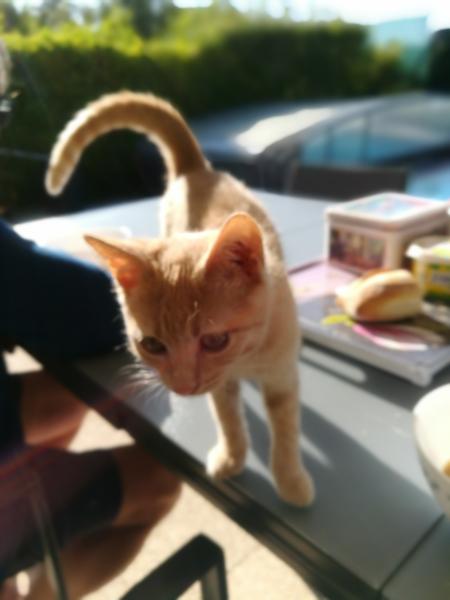 Photo de Opaline