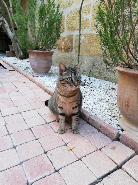 Chouquette