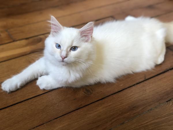 Photo de PIXEL