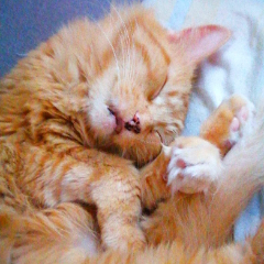 Rouxy