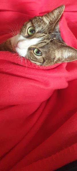 Photo de Oletta