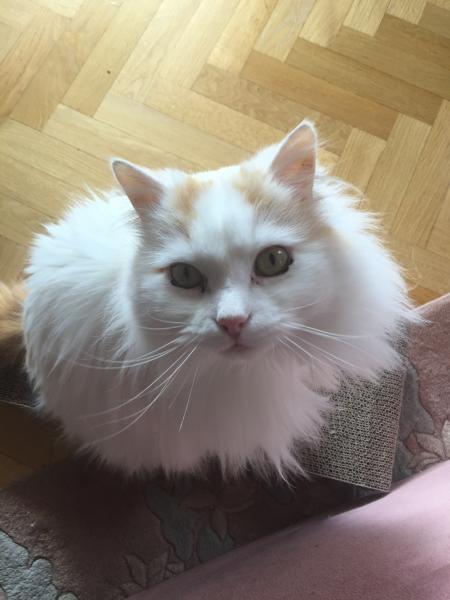 Felix