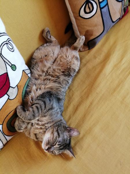 Photo de Filou