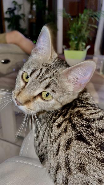 Photo de Reglisse