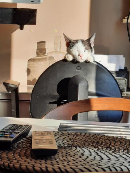 Photo de Romeo
