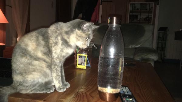 Photo de Artemis