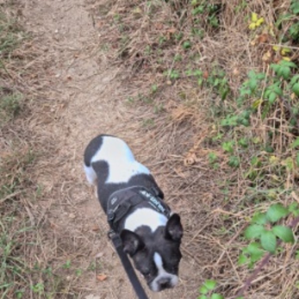 Oreo