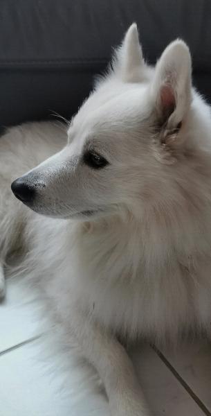 Niro