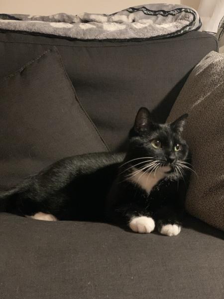 Photo de Peanut