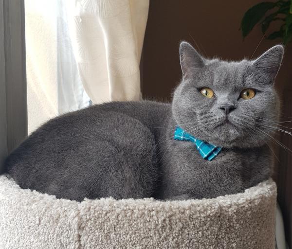 Photo de Pépitto