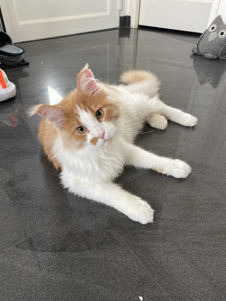 Photo de Oscars