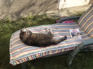 Photo de Tigrou