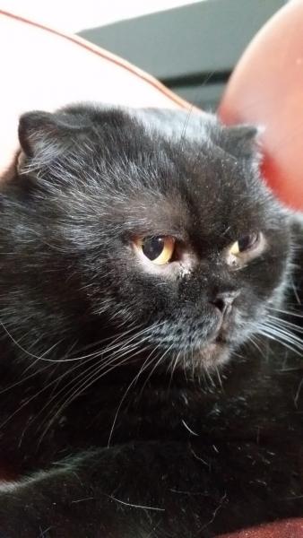 Photo de Neko