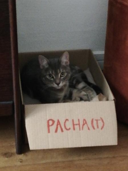 Pacha