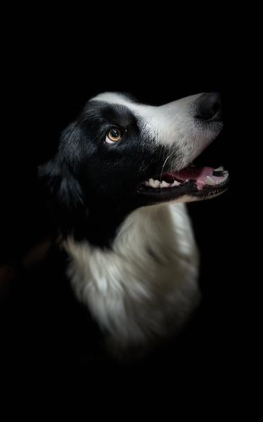 Photo de Rocky