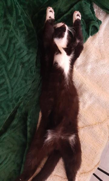 Marcel