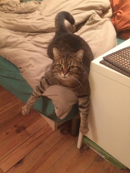 Photo de Khaleesi