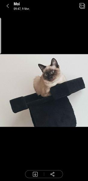 Photo de Harley
