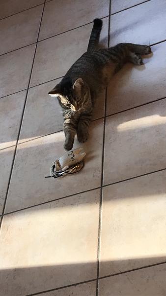 Photo de Loky