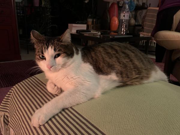Photo de MILKA