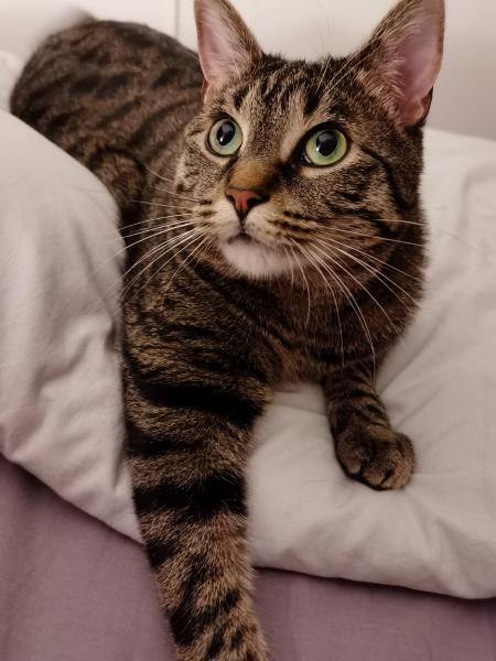 Photo de Berlioz