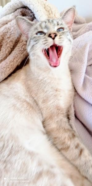 Photo de Satine
