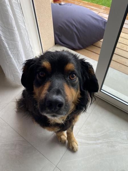Photo de Gizmo