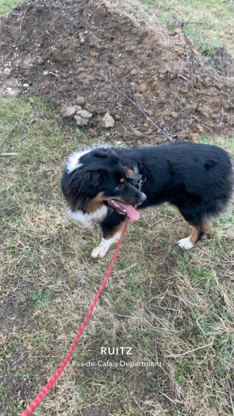 Photo de Pippa