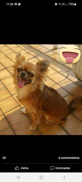 Daisy