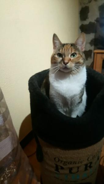 Fauve