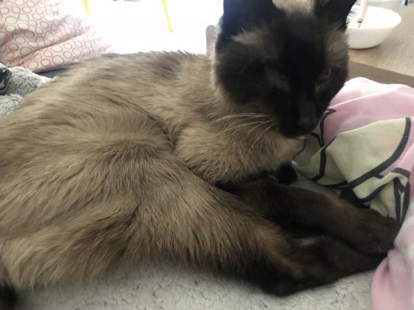 Photo de Pepette